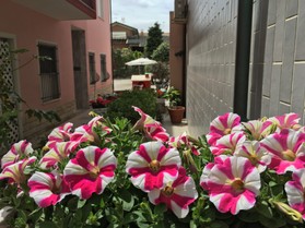 fiori O.JPG